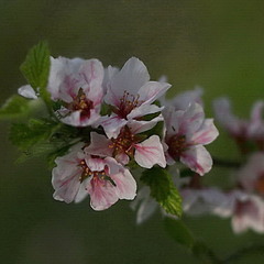 Яблони цветут...