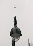 Птица