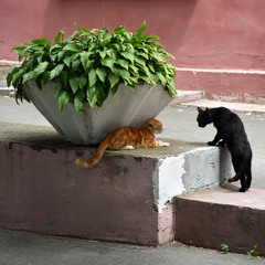 Черно-рыжее котство