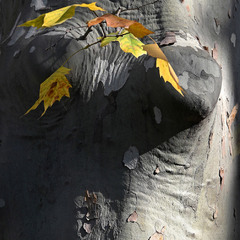 Осенний фрагмент
