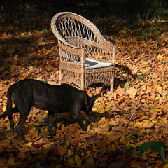 Черный пес, осенний стул