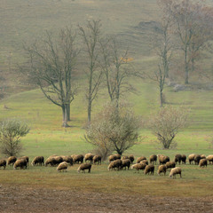 картина с овечками