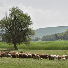 пейзаж с овцами