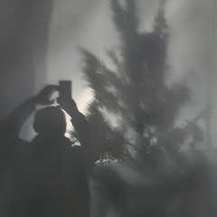 Фотографируя тень ёлки