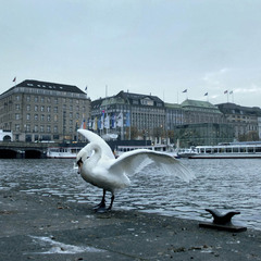лебедь Гамбургский