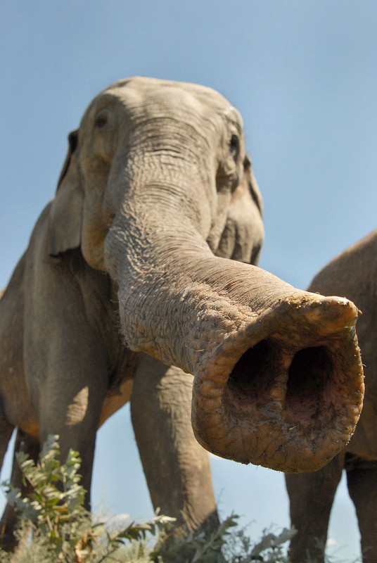 любопытная варвара прикол. любопытные носы. щель в заборе. собачий нос в заборе. ноздри животных.