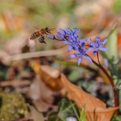 Майже весна