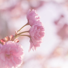 Spring is coming. Еvening sakura