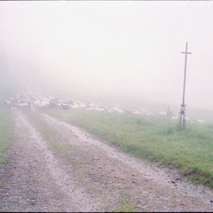 Дощ, Петро і вівці -1
