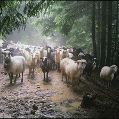 Дощ, Петро і вівці -3