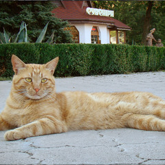 Про Миргородского кота