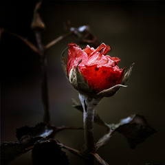 Печальная роза