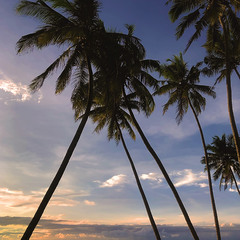 Пальмовый закат