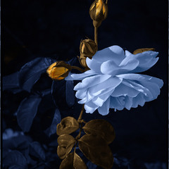 Синяя роза - эмблема генетической модификации, созданная путем применения масок в фотошопе.