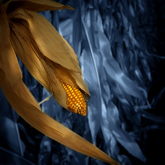 Ночь. Неубранная кукуруза