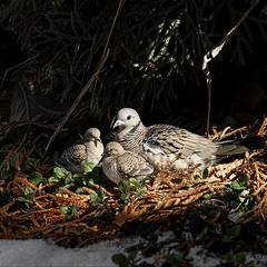 Птичье семейство