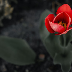 Первый тюльпан