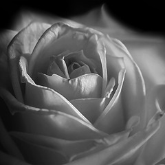 Роза белая цвела гордо и неторопливо