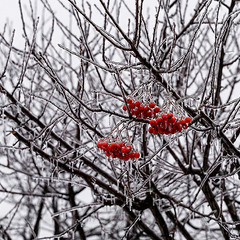 Ледяной минимализм