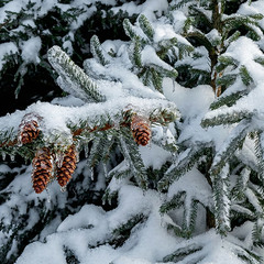 Еловая ветка