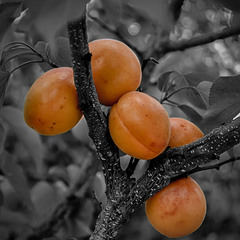 Спелый абрикос