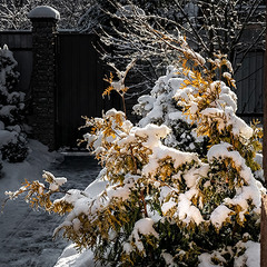 Свет и хвоя