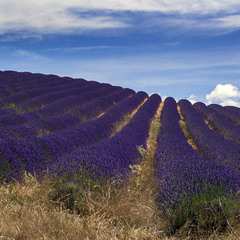 Provence (5): і знову лаванда фіолєтова