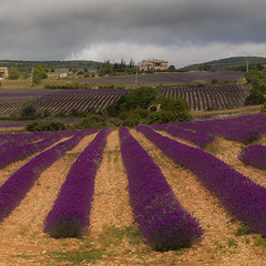 Provence (8): лаванда та  кам'яний домік