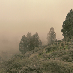 Йолки під туманом
