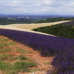 Provence (6) - перетин