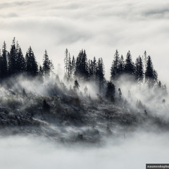Высокие Татры. Туманное утро в лесу