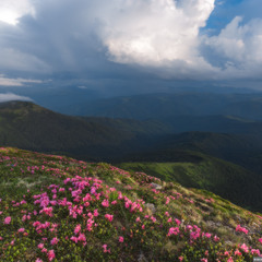 Карпаты. Рододендроны на склонах горы Поп Иван.