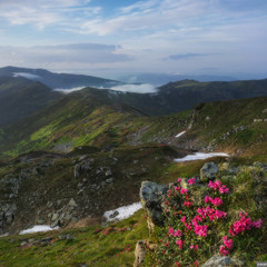 Карпаты. Рододендроны с видом на гору Смотрич и Вухатый камень.