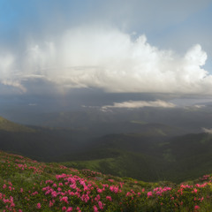 Карпаты. Вид с горы Поп Иван. Рододендрон на склонах
