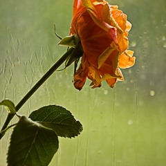 весна,дождь,роза