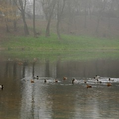 качечки в озері...