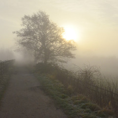 Morning Foggy ...