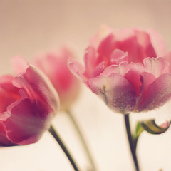 Ванильные тюльпаны