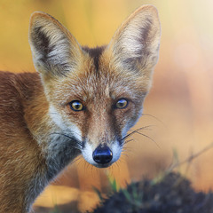 Red Red Fox