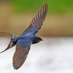 First swallow