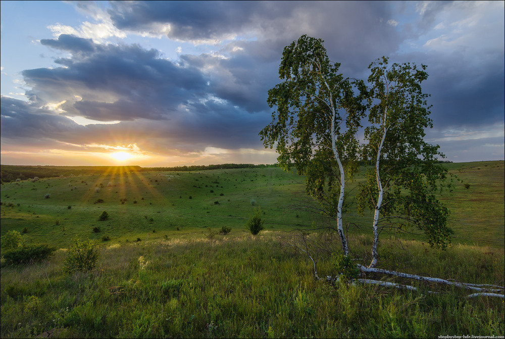 Березка в поле картинка