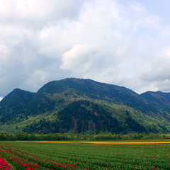 Долина тюльпанов