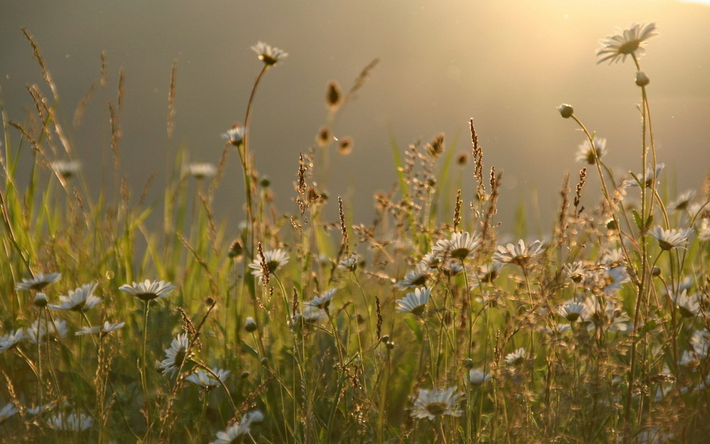 Полевых цветов веночек в утренней слушать. Полевые цветы. Луговые травы. Луговые цветы солнце. Летняя Луговая трава.