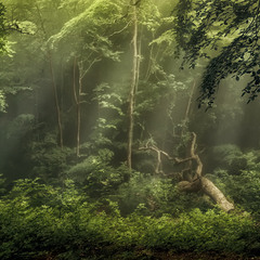 Крымский лес