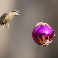 Птицы и шары 1