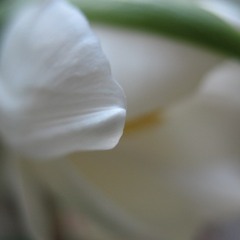 белые тюльпаны..