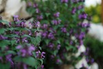 Mountain flower