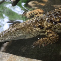 Молодой крокодил
