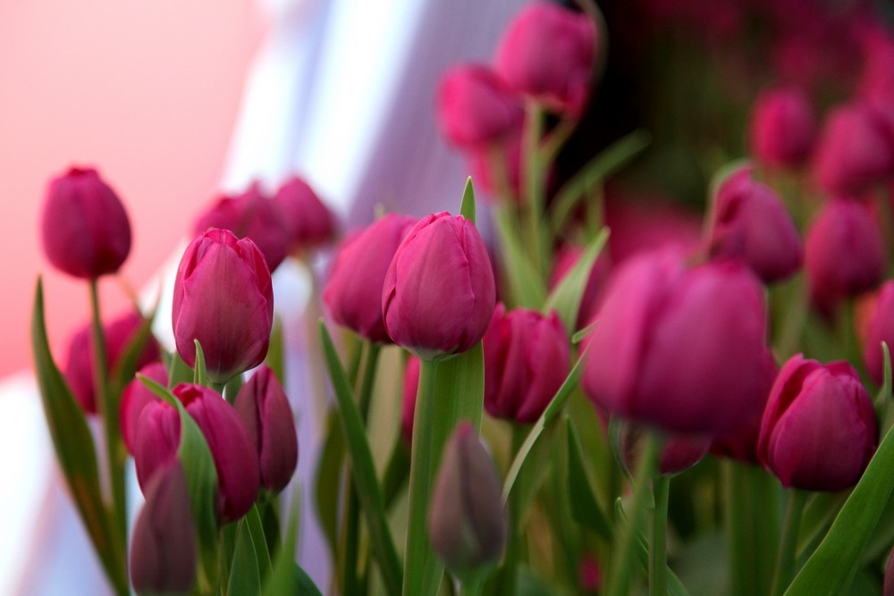 Почему тюльпаны. Тюльпаны переопыляются. Почему тюльпаны. Желтые тюльпаны на клумбе. Почему тюльпаны.