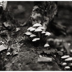 Mushroom Family :)